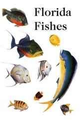 Saltwater Florida Fishes - 26 Mar 2024