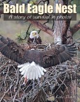 Bald Eagle Nest - 1 Jan 2013