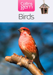 Birds - 12 Apr 2012