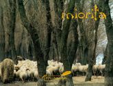 Miorita - 1 May 2020