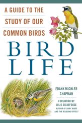 Bird Life - 6 Feb 2018