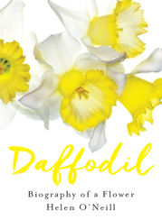 Daffodil - 1 Apr 2016