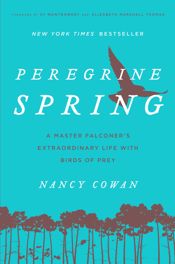 Peregrine Spring - 1 Mar 2016