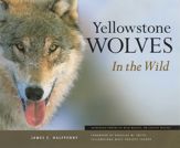 Yellowstone Wolves in the Wild - 21 Mar 2023