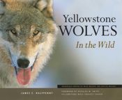 Yellowstone Wolves in the Wild - 21 Mar 2023