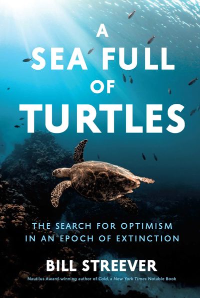 A Sea Full of Turtles