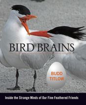 Bird Brains - 3 Sep 2013