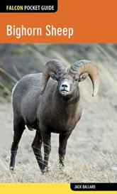 Bighorn Sheep - 21 Oct 2014