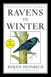 Ravens in Winter - 7 Oct 2014