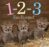 1-2-3 ZooBorns! - 18 Aug 2015