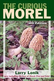 Curious Morel - 1 Sep 2012