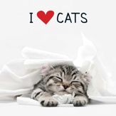 I Love Cats - 5 Sep 2014