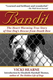 Bandit - 11 Feb 2011