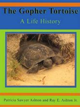 Gopher Tortoise - 28 Aug 2014