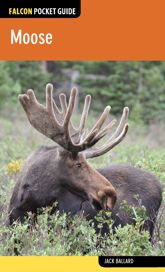 Moose - 6 May 2014