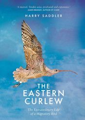 Eastern Curlew - 31 Jul 2018