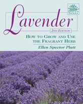 Lavender - 5 Jan 2009