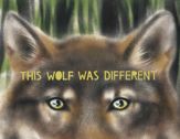 This Wolf Was Different - 5 Mar 2024