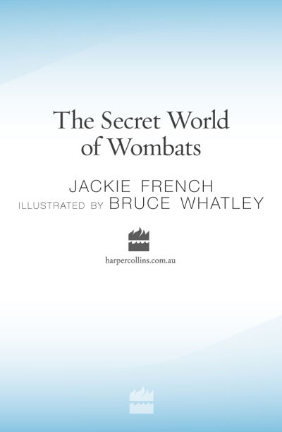 The Secret World Of Wombats