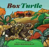 Box Turtle - 15 Apr 2018
