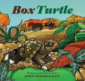 Box Turtle - 15 Apr 2018