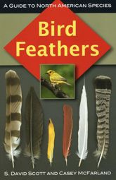 Bird Feathers - 3 Sep 2010