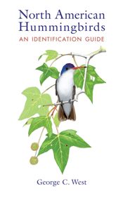 North American Hummingbirds - 15 Nov 2015