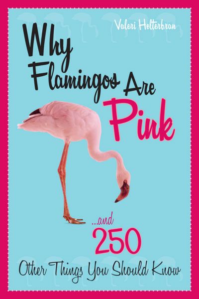 Why Flamingos Are Pink